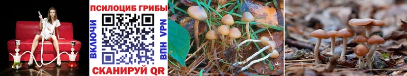 как найти   hydra онион  Галлюциногенные грибы Psilocybine cubensis  Кашин 